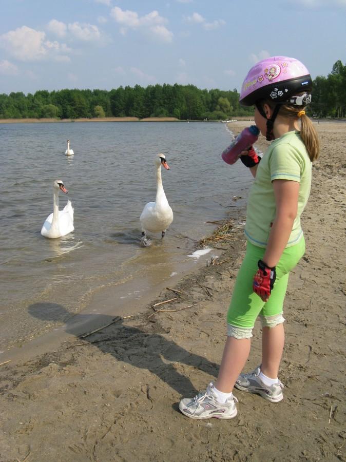 Dziewczynka pije a łabędzie się patrzą