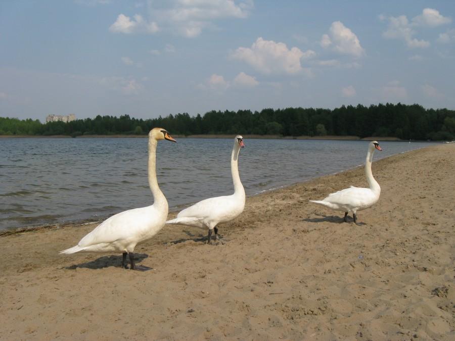 ptaszyska