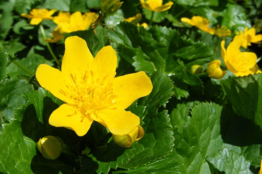 Kaczeńiec pospolity (Caltha palustris) – żółty kwiat w makro
