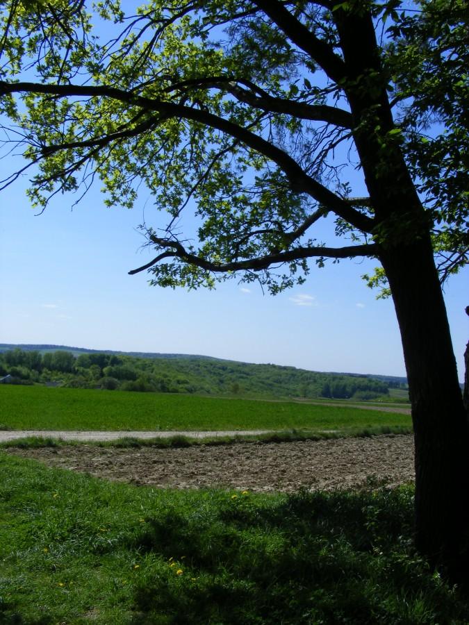 Krajobraz wiejski z dużym drzewem i polami