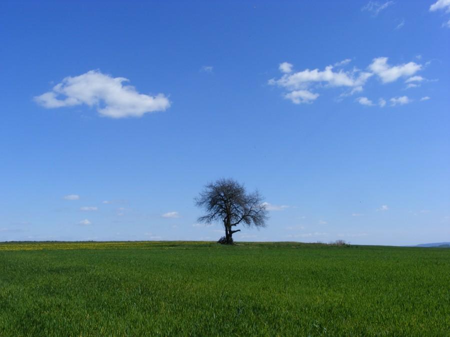 Samotne drzewo na łące pod błękitnym niebem