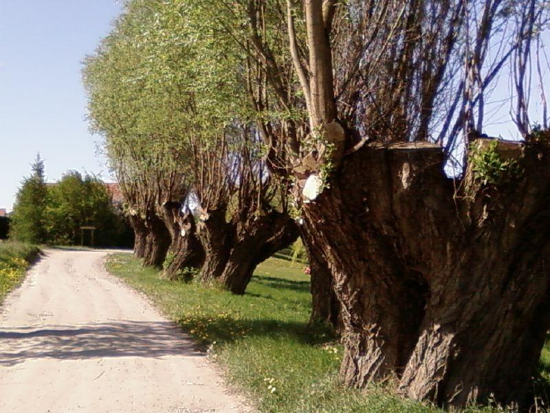 Skrót przez Lednogórę