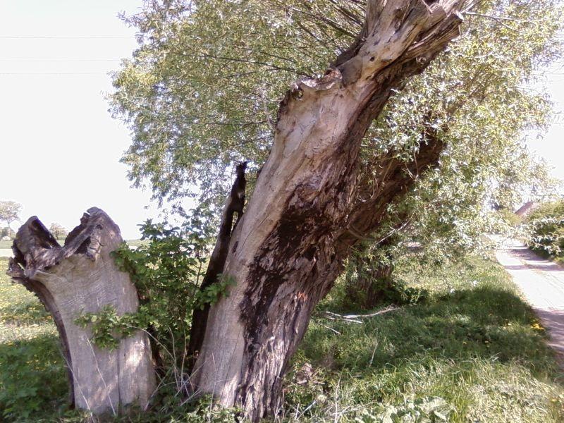 Wierzba