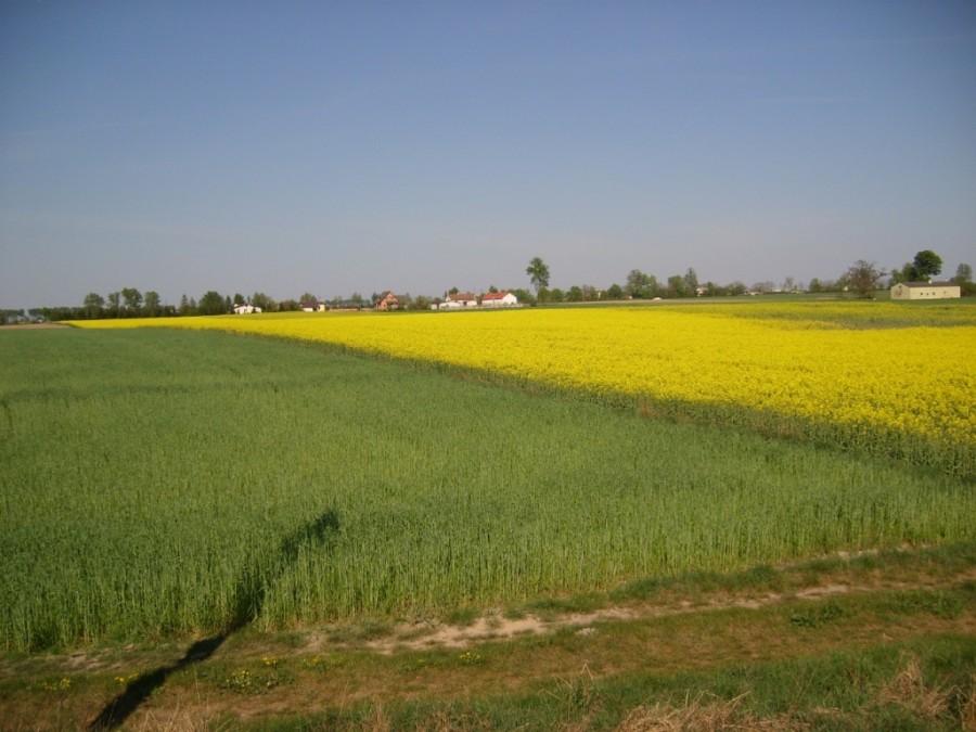 Pola w Kawęczynie