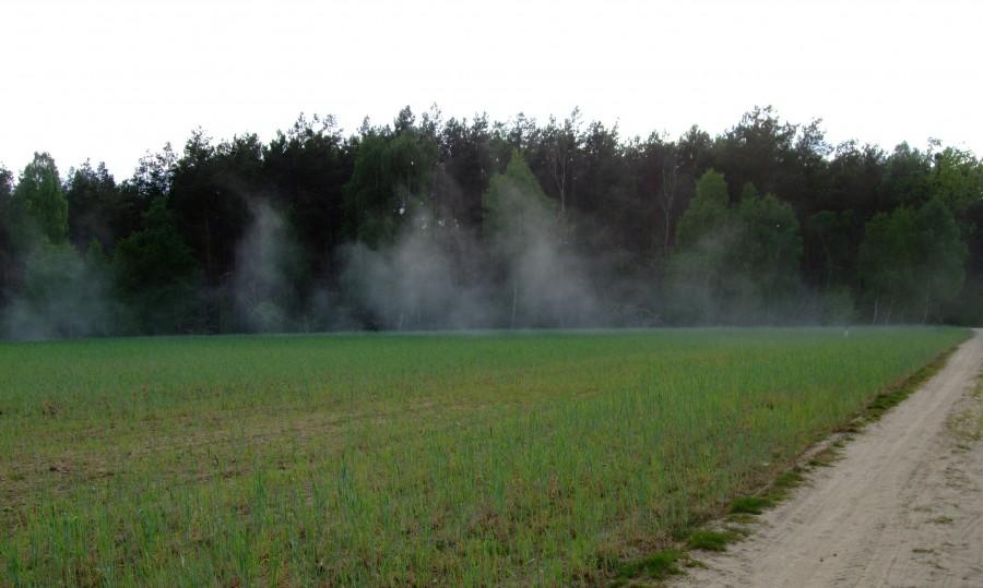 tuman kurzu