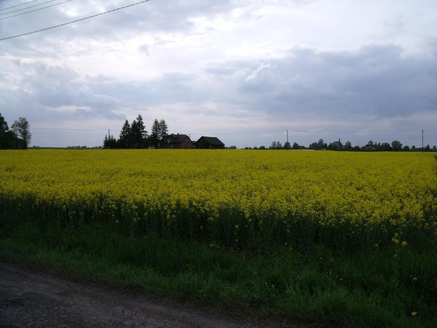 Rzepak pod Wilamowicami