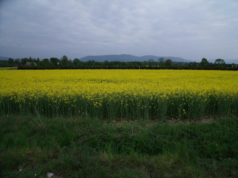 Świat zmienił kolor