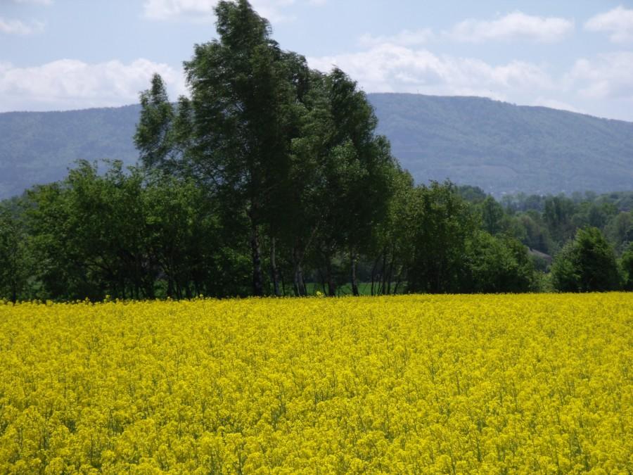 Beskid widziany z okolicy Wilamowic