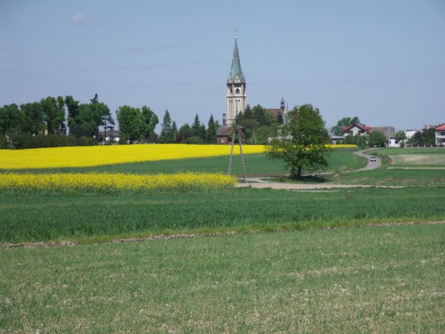 Nawet kościół w Wilamowicach wyrasta z rzepaku