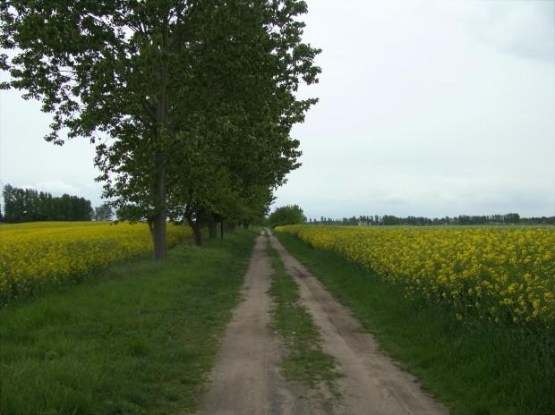 Szutrówka w okolicy Neuenfeld