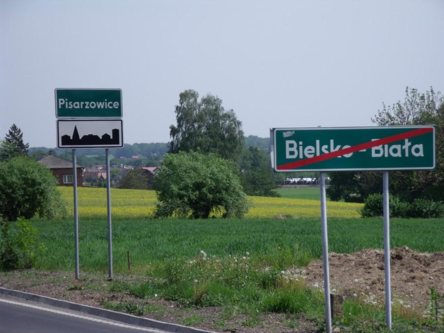 Wszechobecny rzepak