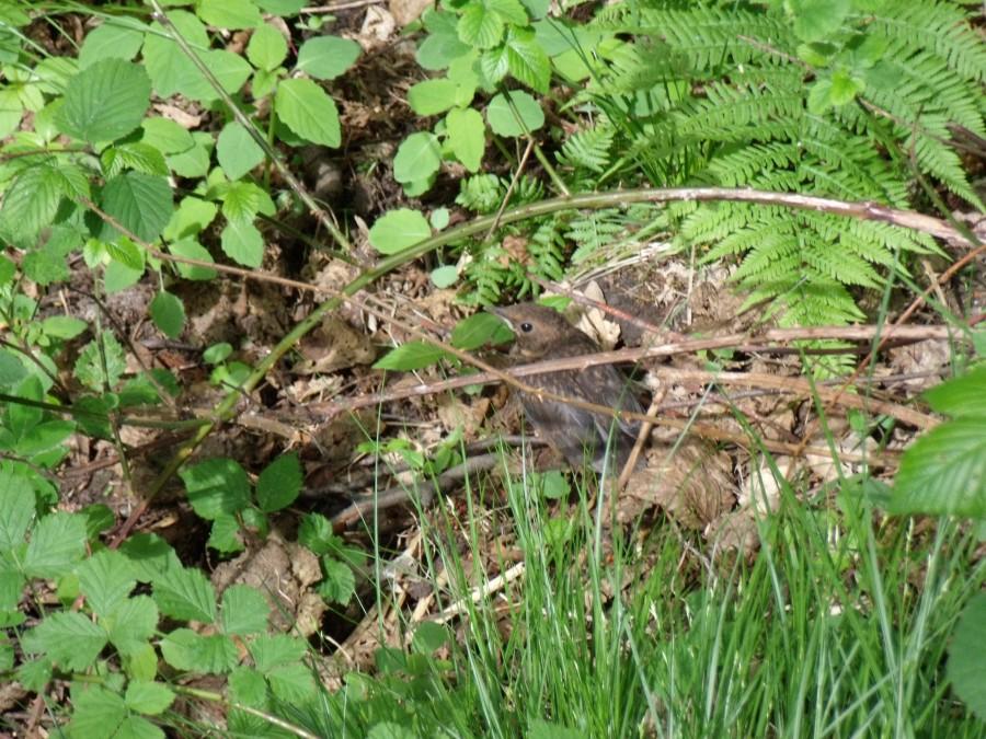 Piskle szpaka myknęło z gniazda i poszło w długą