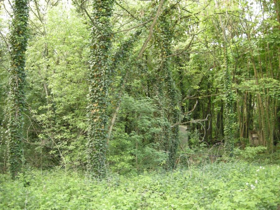 Bujna flora z cmentarza