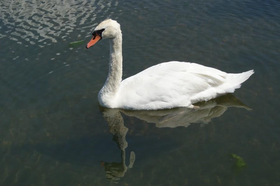 łabędź