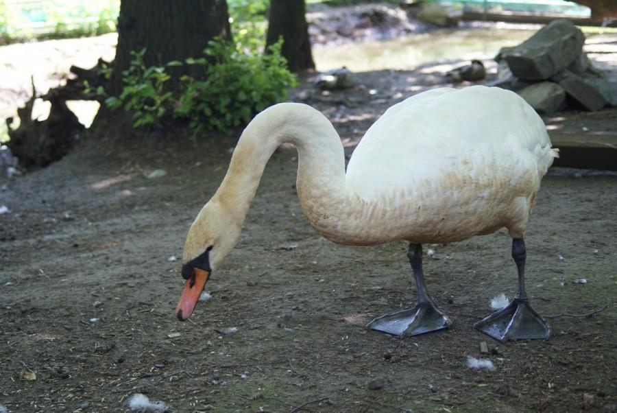 łabędź