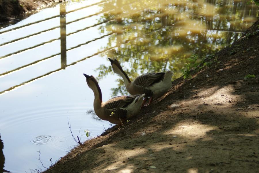 Piją w zagrodzie?