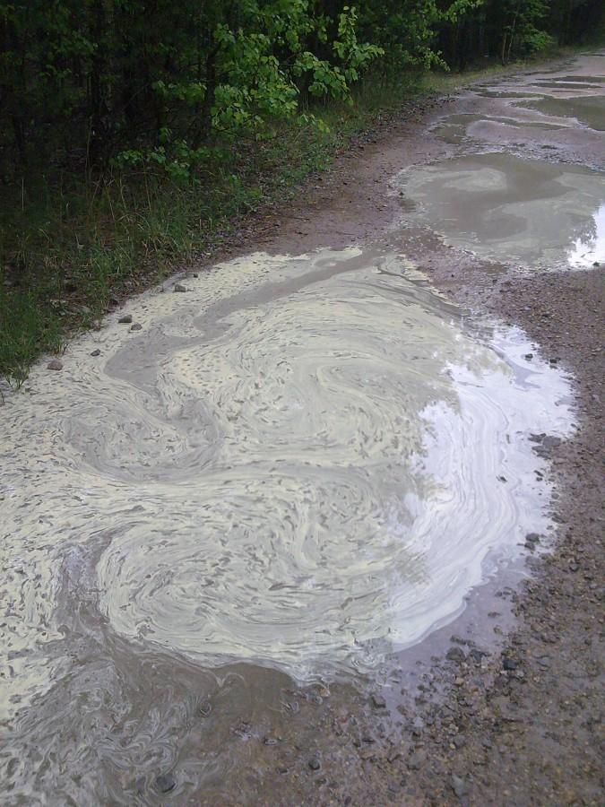 Pyłki w kałuży.