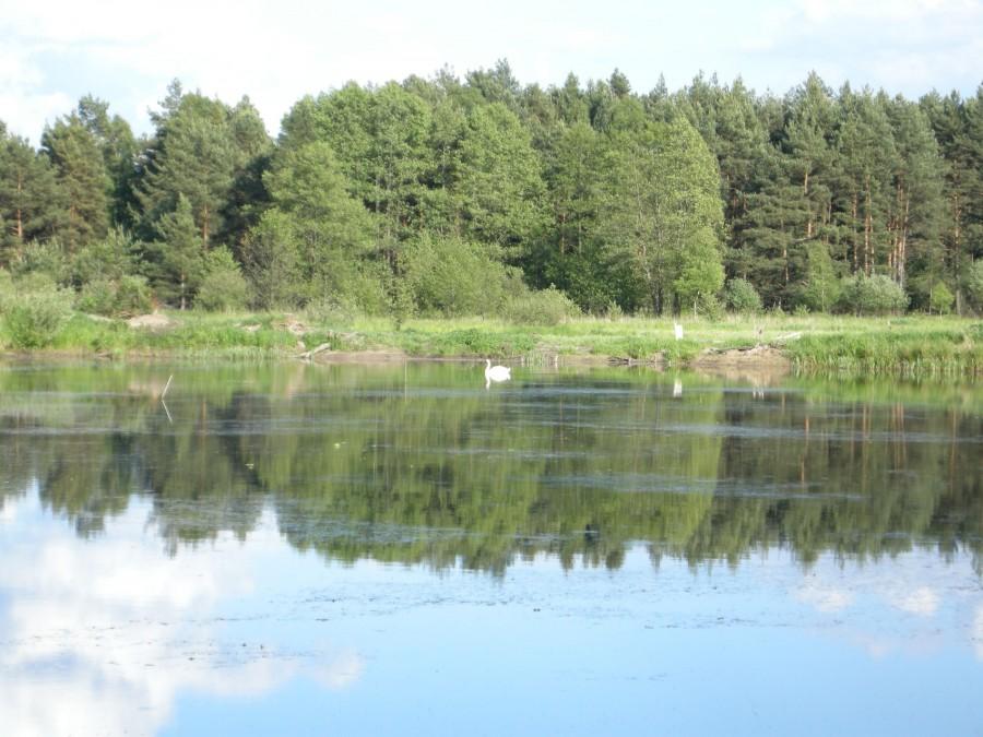 Staw Walek