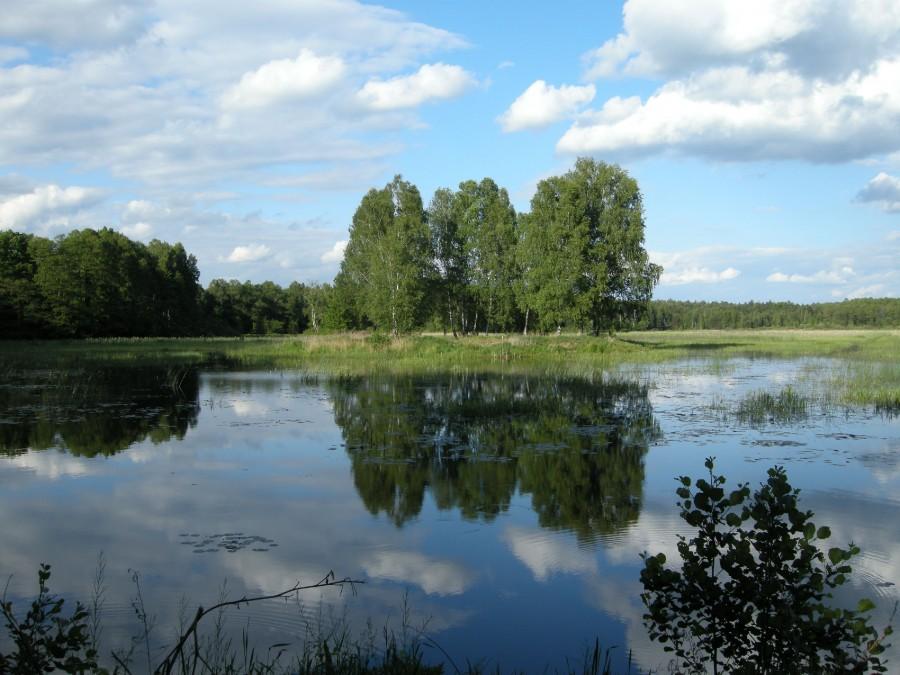 Staw Nowa Brzoza