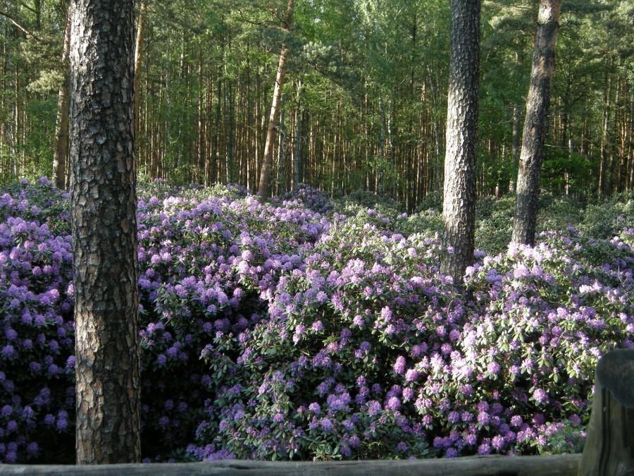 Jeszcze więcej rododendronów