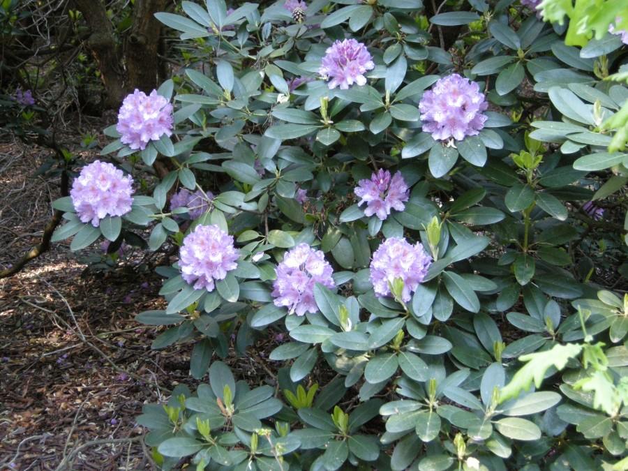 Rododendrony