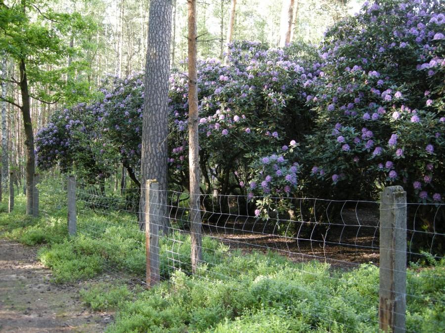 Krzaki Rododendronów
