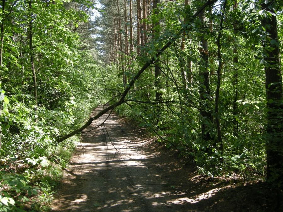 Zwalone drzewko