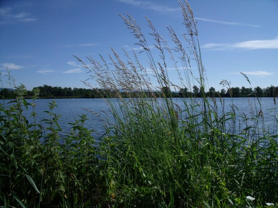 Stawy w Dankowicach