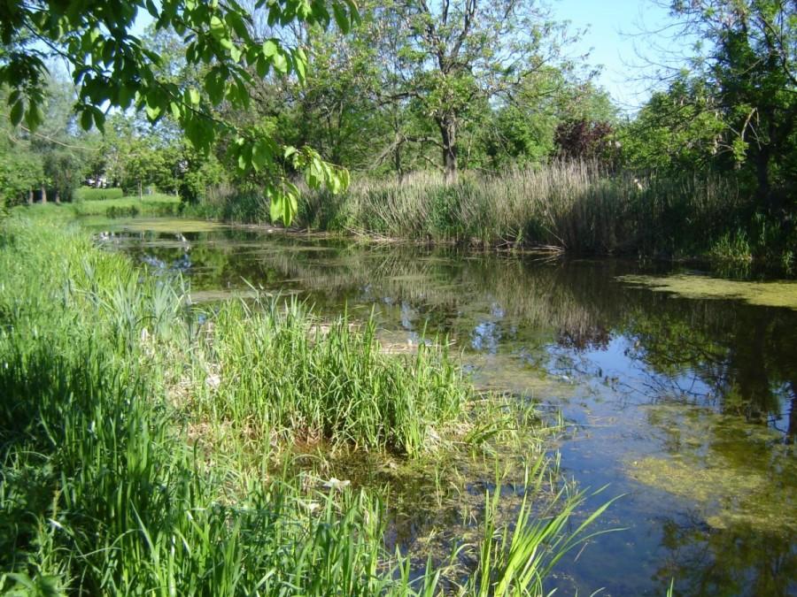 Szuwary