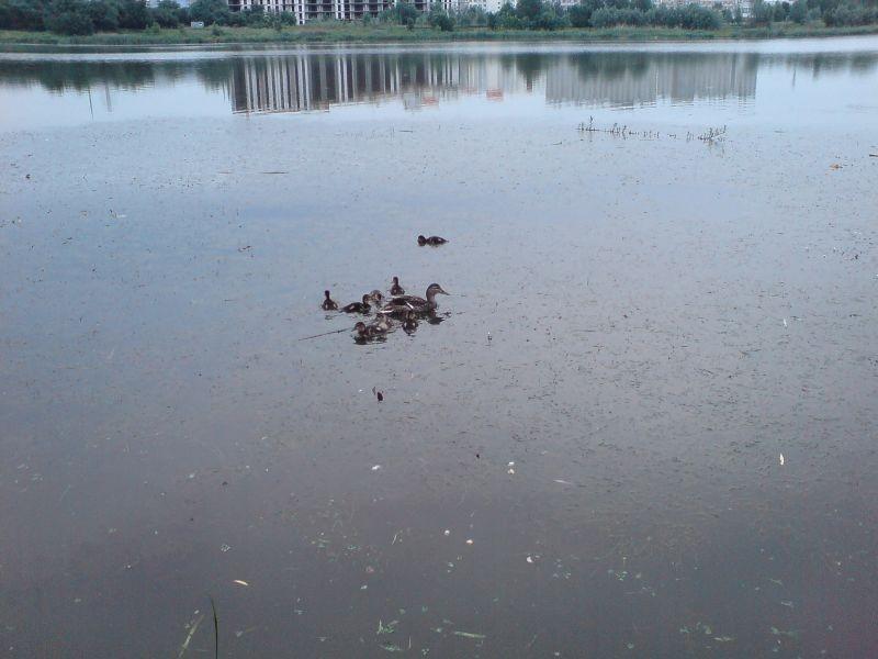 Kaczki jakieś nieśmiałe były.
