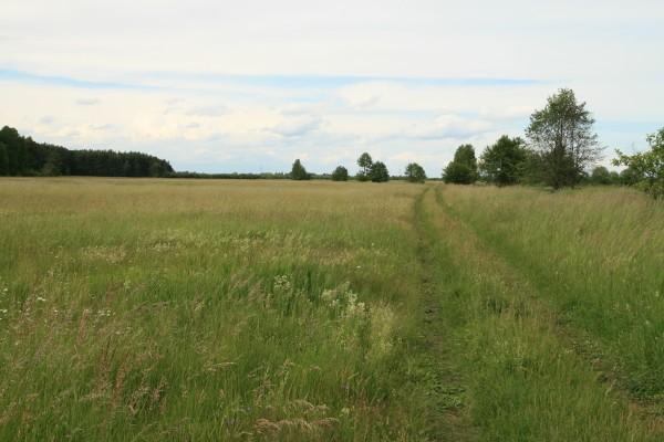 Łąki nad Kisieliną