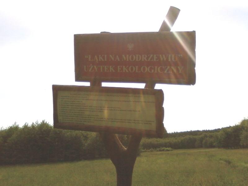 Łąki na Modrzewiu