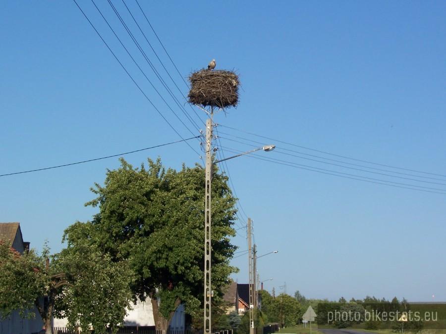 gniazdo bocianie
