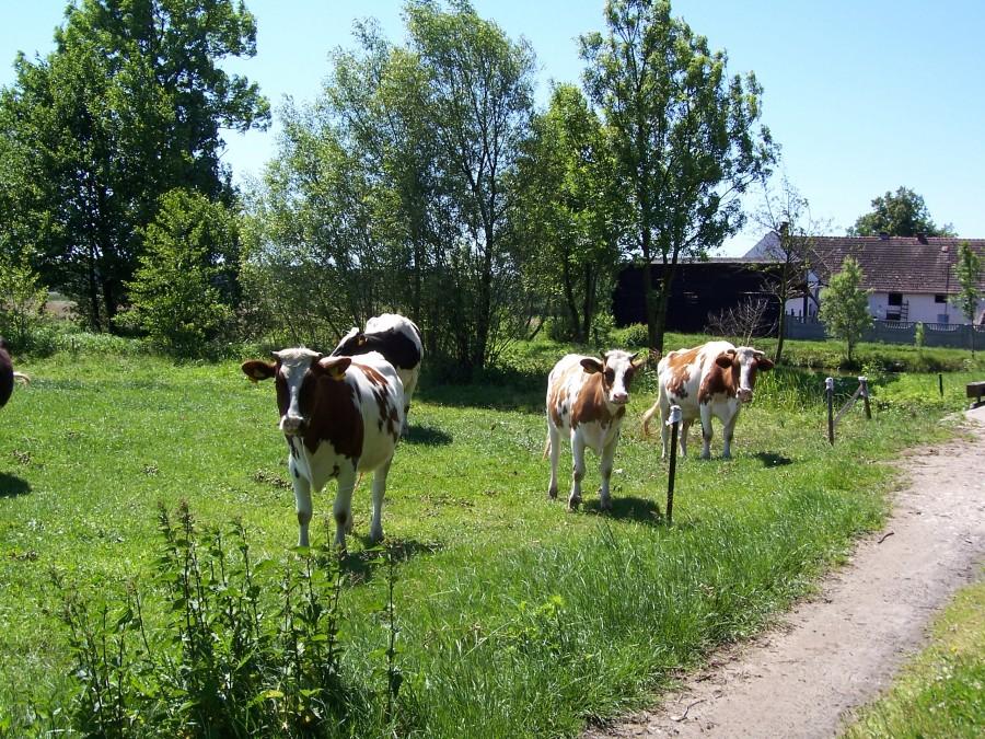 wiejska sielanka