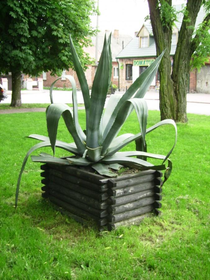 Kwiato-kaktus na rynku w Żarnowcu