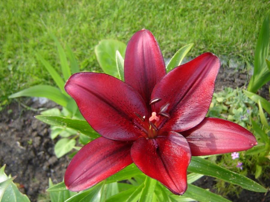 Pierwsza lilia.