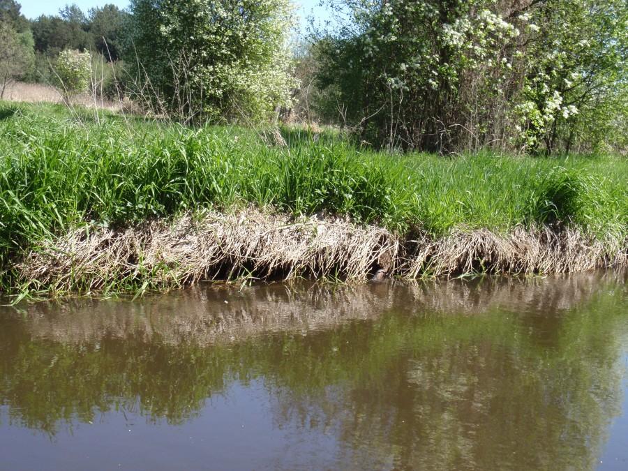Nad rzeczką w Kużnicy