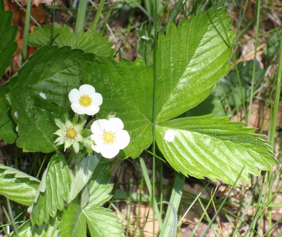 Sielanka