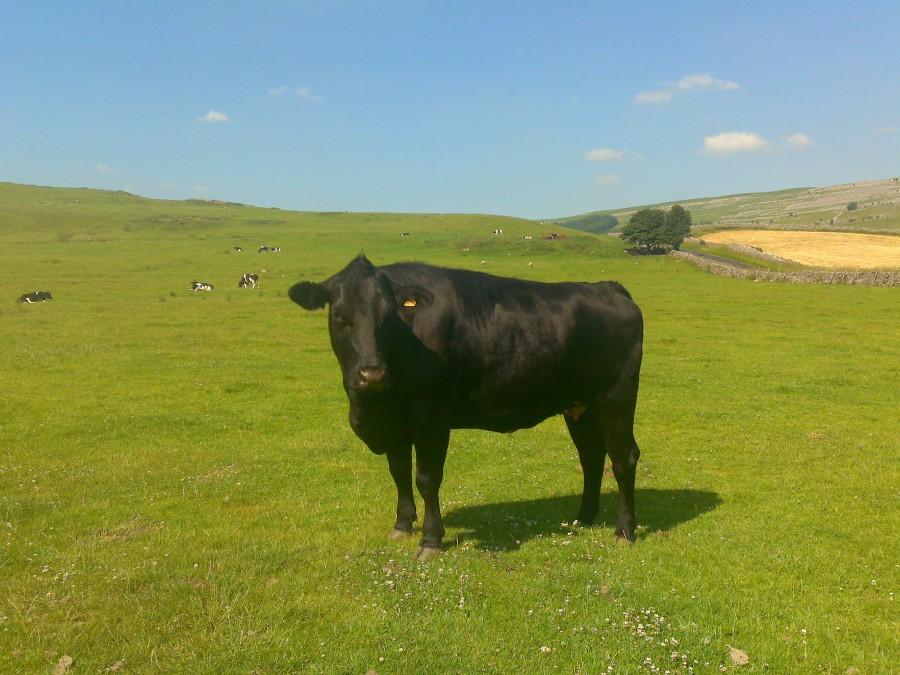 cow
