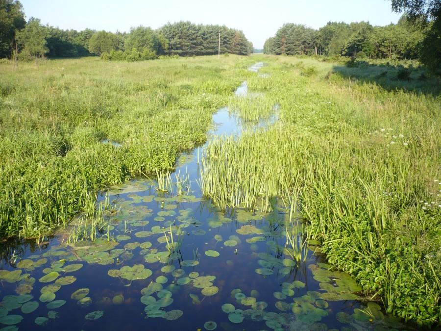 Puszcza Kampinoska
