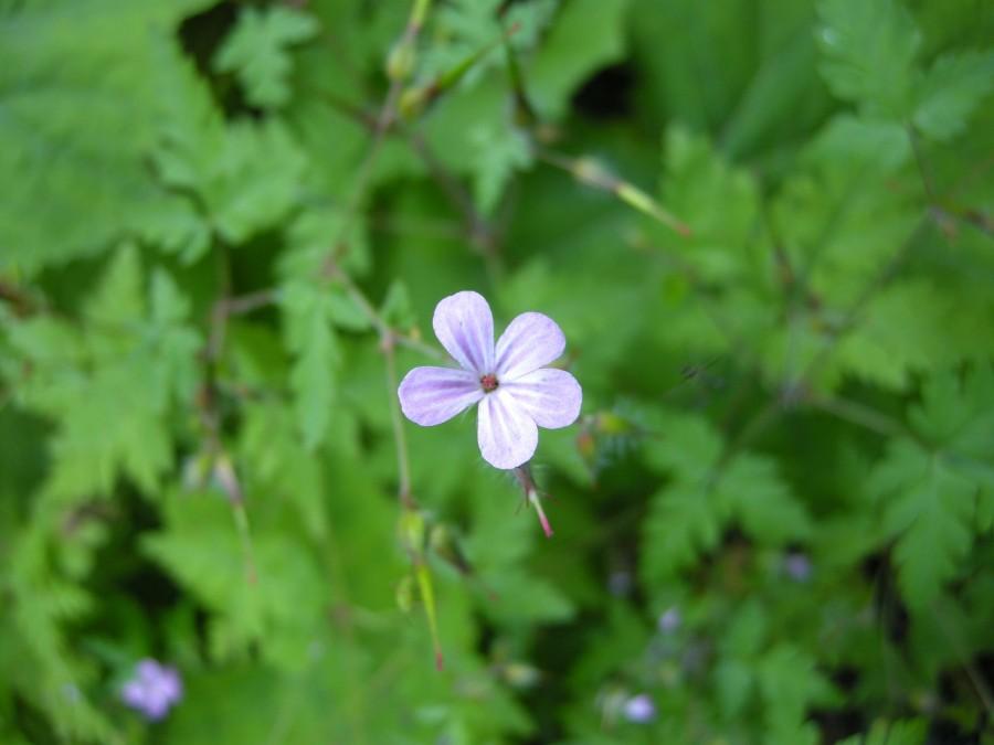 Liliowy kwiatuszek