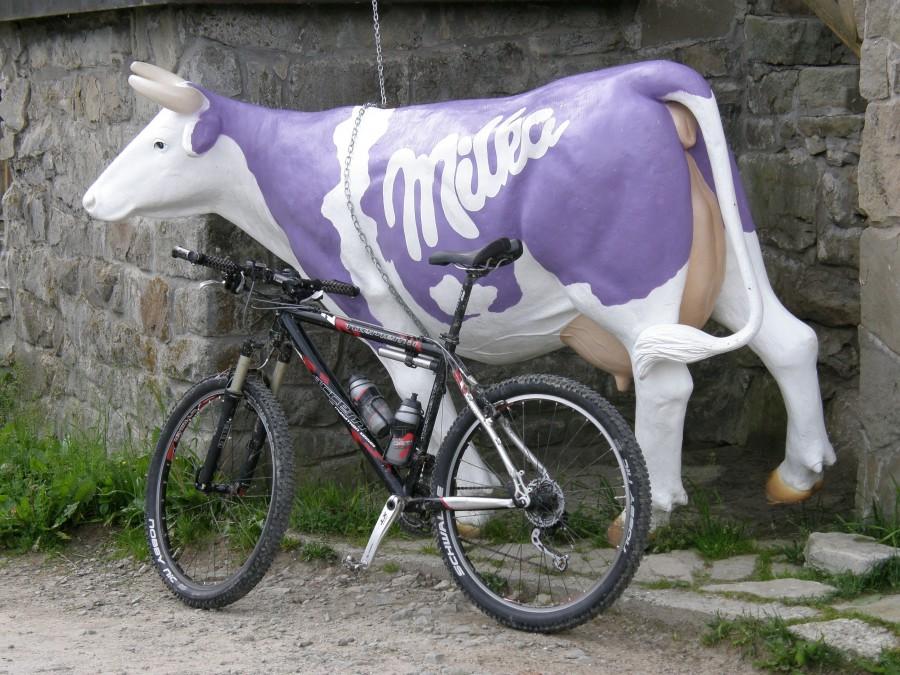 Milka przy schronisku :)