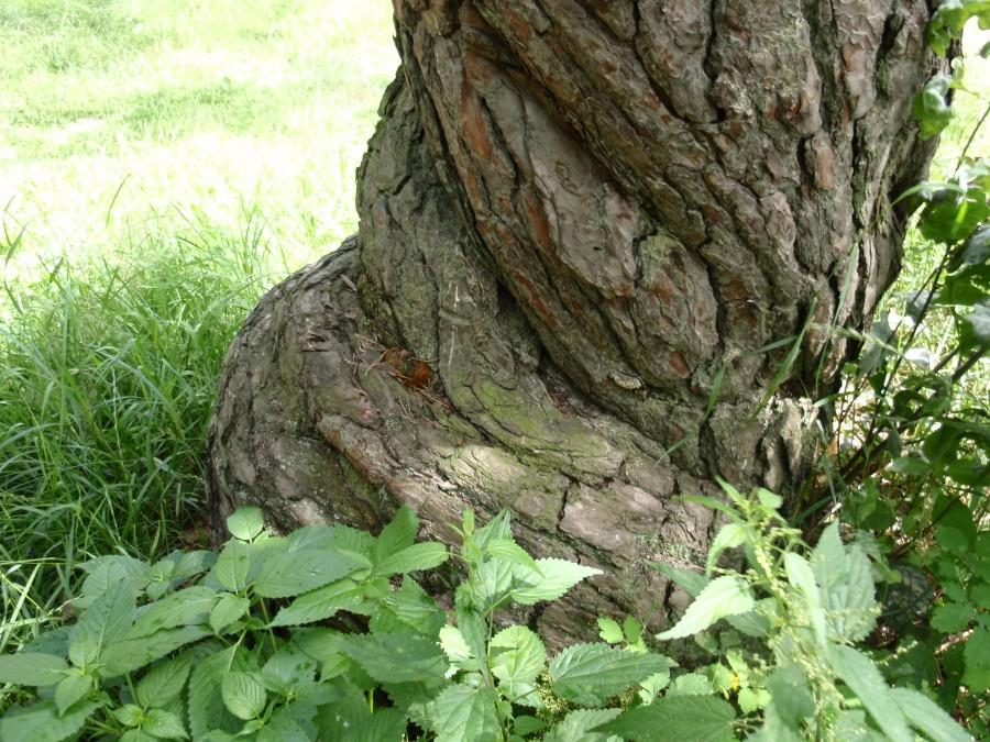 Grochowiska - skręcony pień sosny