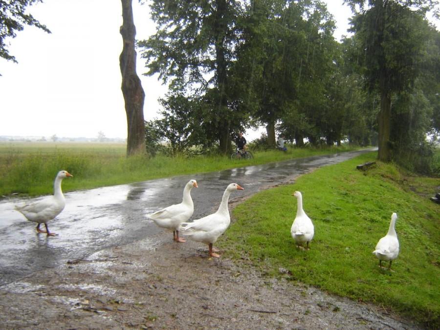 Gąski na drodze.