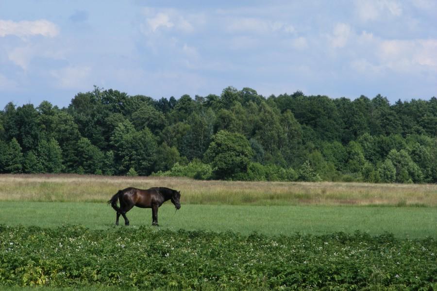Konik:)