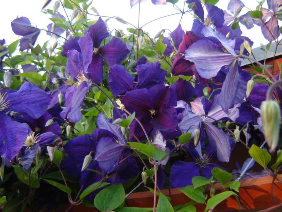Clematis