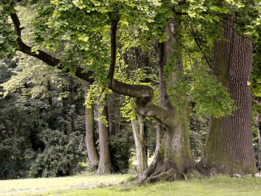 Park koszęciński