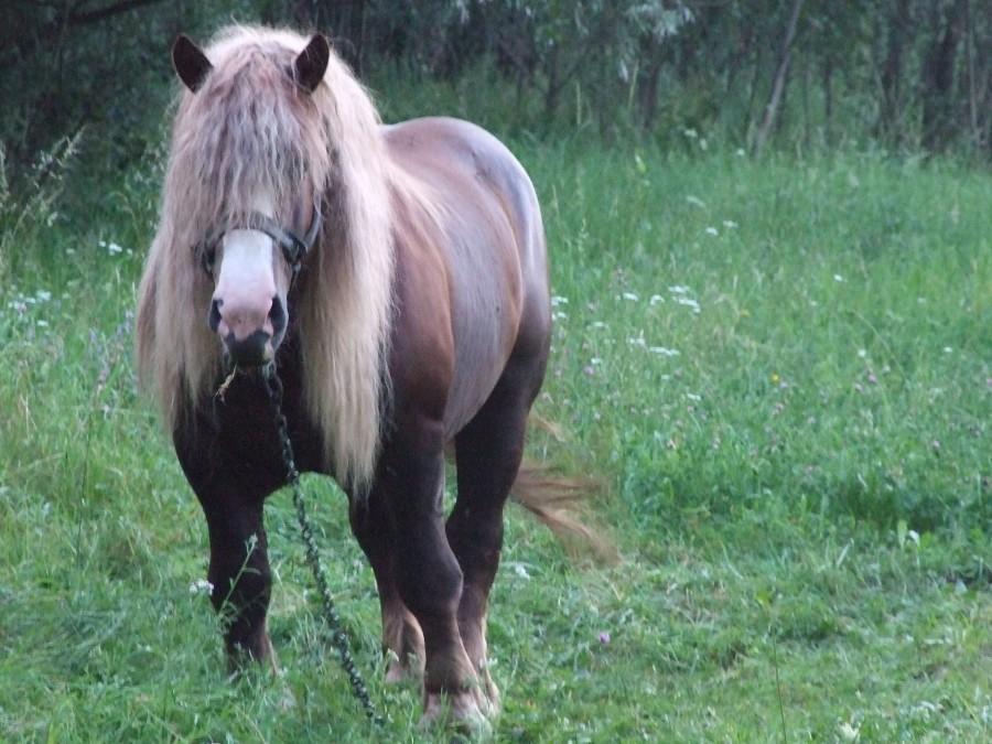 Koń hipis