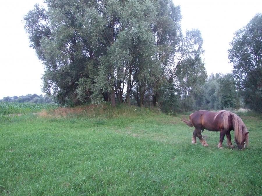 Kopiska - kurhan