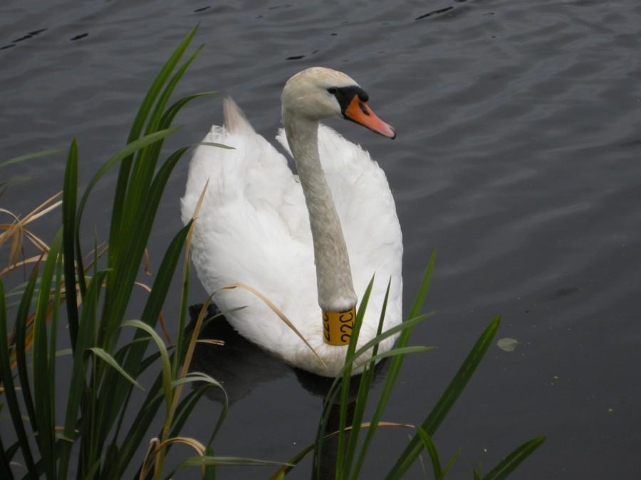 Łabędź